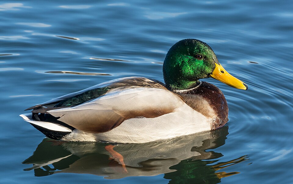 A mallard duck swimming